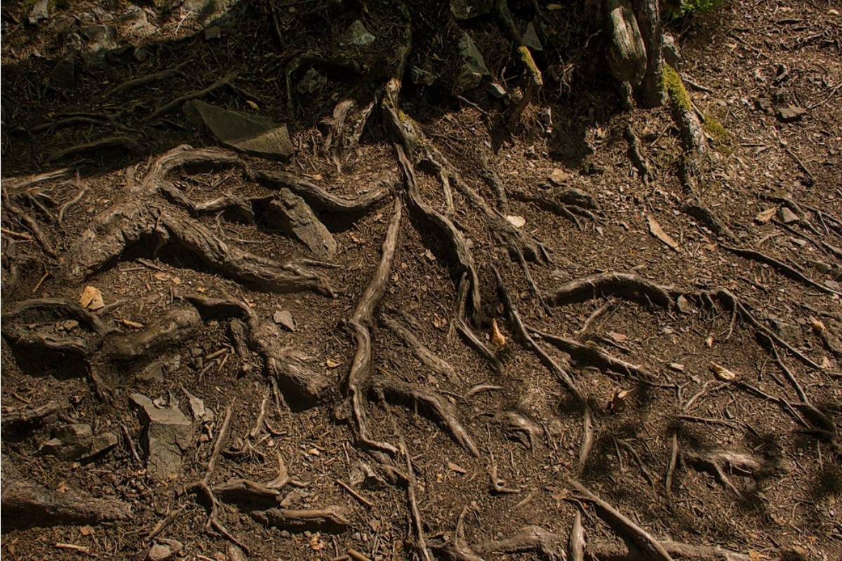 Homeowner Spent Weeks Carefully Exposing the Root Flare of a Young Chinese Pistache, Then Learned the Tree Had Been Buried Too Deep From the Start