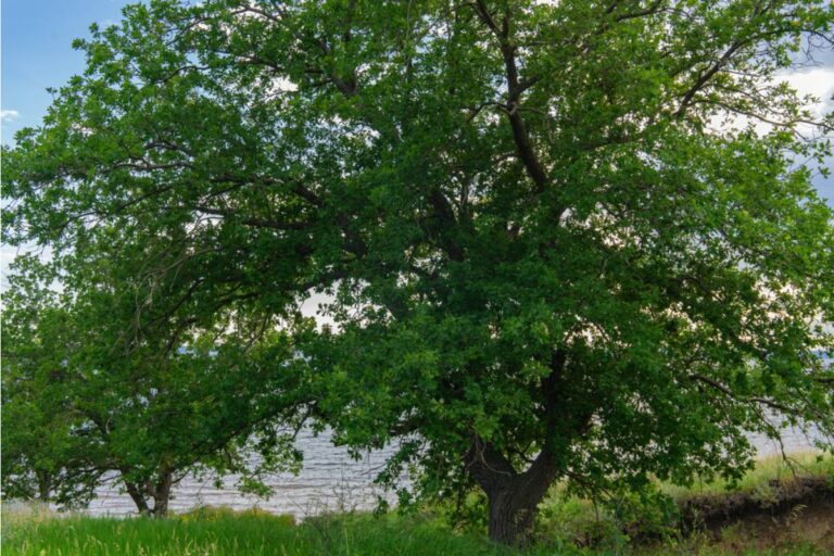 Homeowner Watched His Healthy Oak Turn Completely Brown in One Week During a Texas Heat Wave, Then Green Branches Under the Bark Offered One Last Reason to Hope