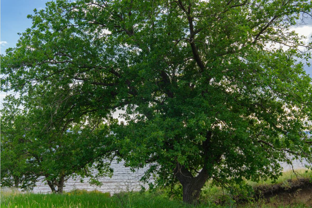 Homeowner Watched His Healthy Oak Turn Completely Brown in One Week During a Texas Heat Wave, Then Green Branches Under the Bark Offered One Last Reason to Hope