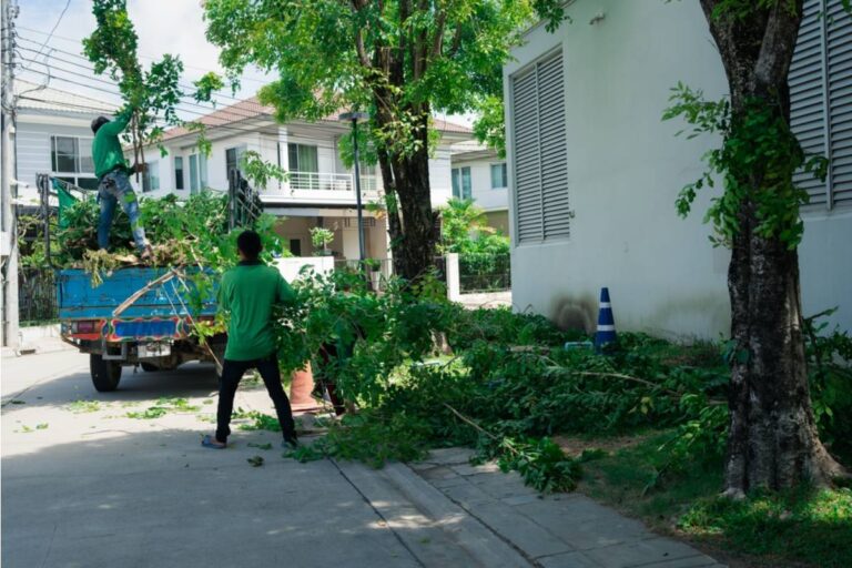 Homeowner Watched a Contractor Cut Through the Roots of an 80-Foot Pine While Installing Power, Then an Arborist Visit Became the Only Thing Standing Between the Tree and Removal