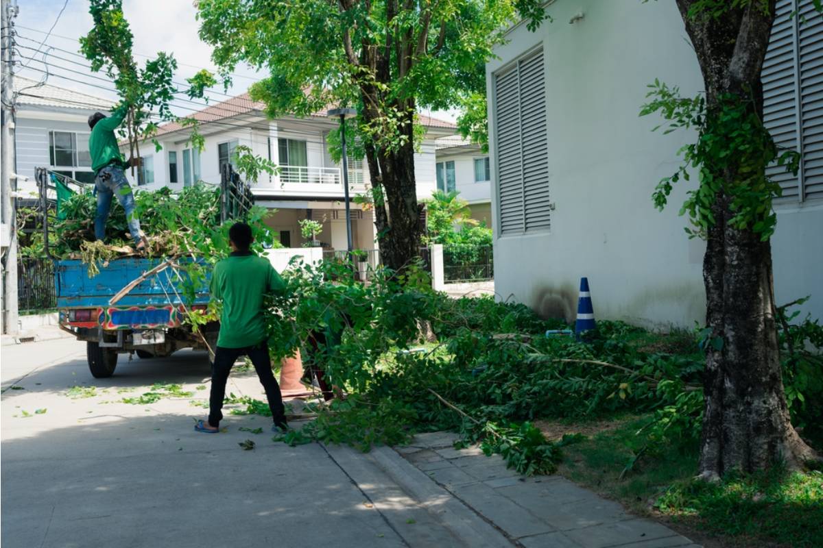 Homeowner Watched a Contractor Cut Through the Roots of an 80-Foot Pine While Installing Power, Then an Arborist Visit Became the Only Thing Standing Between the Tree and Removal
