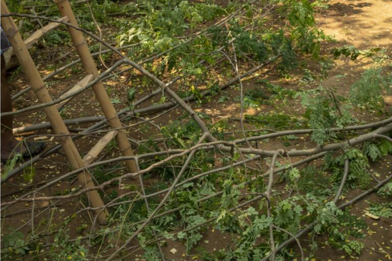 Homeowner Wondered When Garden Waste Stops Being His Property, Then a Simple Question About a Fallen Branch Opened a Much Bigger Legal Mystery