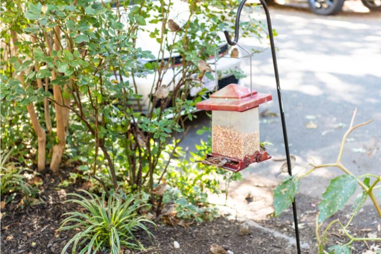 Landlord Says a Bird Feeder Violated the Lease, Then Tries to Evict a Tenant Who Thought Her Renewal Was Already Signed