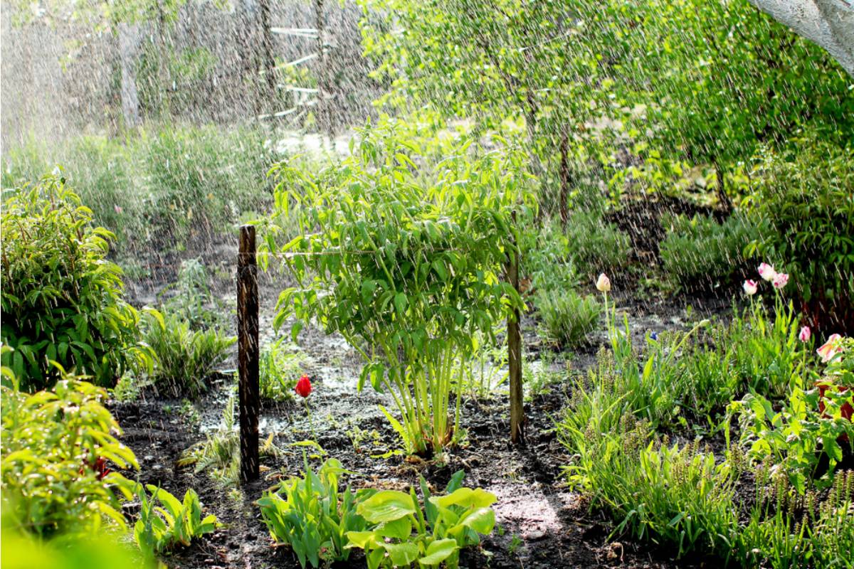 Homeowner Says a City Water Department Approved Her Rain Garden Design in Writing, Then Billed Her for "Unauthorized Stormwater Modification" a Year Later
