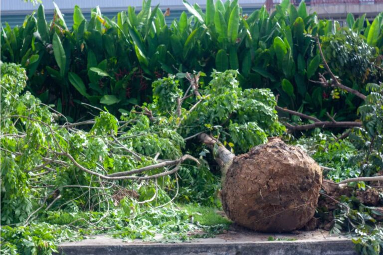 A Backyard That Took Four Decades to Perfect Is Being Torn Out Next Month, and the Reason Has Nothing to Do With the Garden Itself