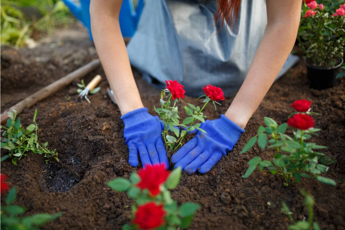 He Never Explained Why He Kept a Photograph Buried in a Waterproof Case Beneath His Rose Bed, Until His Daughter Found It While Replanting