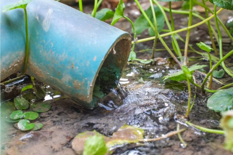 Homeowner Says a Neighbor's Home Bakery Business Dumps Flour and Grease Water Into a Drain That Empties Beside Her Garden