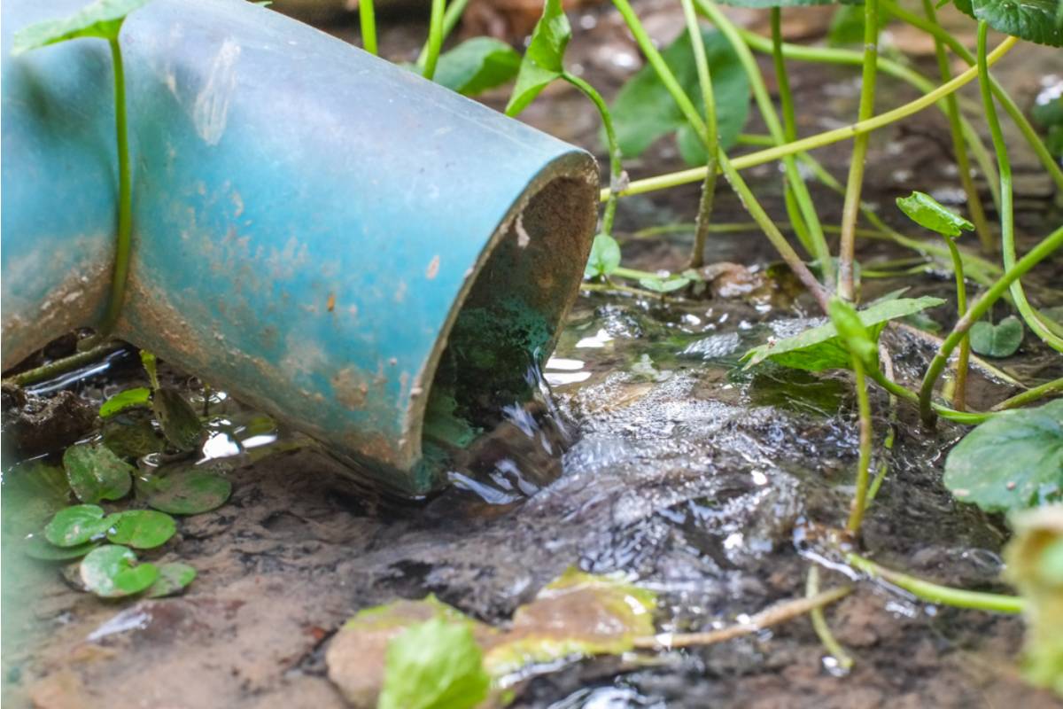 Homeowner Says a Neighbor's Home Bakery Business Dumps Flour and Grease Water Into a Drain That Empties Beside Her Garden