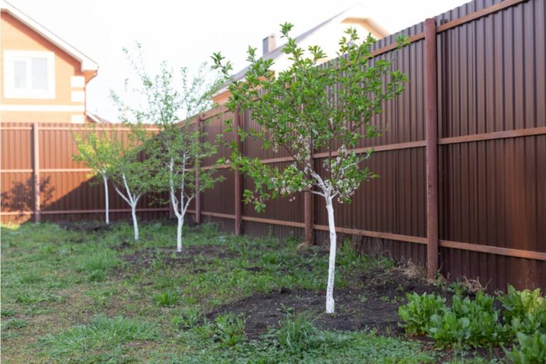 Homeowner Says Her Neighbor Planted Trees Along Her Property Line, Then Claimed Her Garden and Seawall Belonged to Him