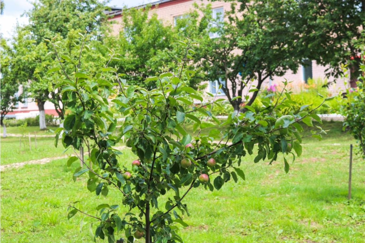 Homeowner Says Her Neighbor Complained About a New Apple Tree Blocking His Pool, Then She Realized He Expected Her Entire Yard to Cater to His Landscaping