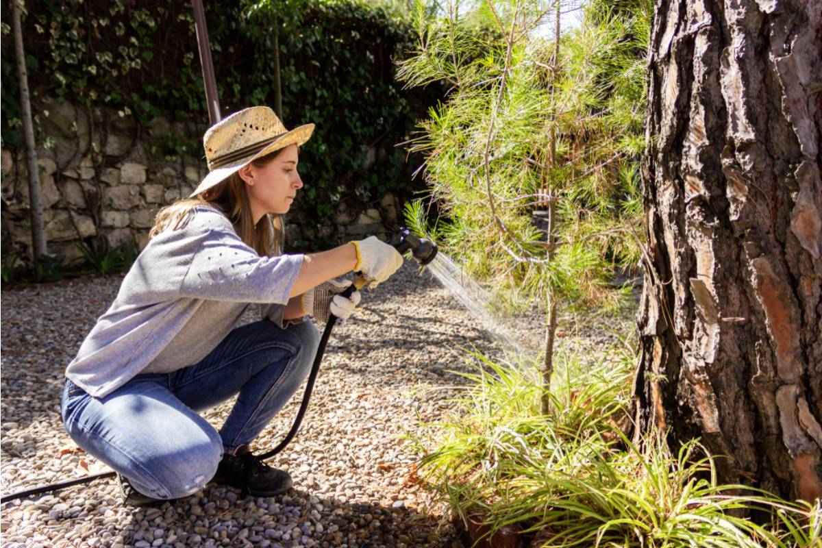 Homeowner Says a City Arborist Declared Her Tree Diseased and Ordered Removal, Then a Second Opinion Revealed the Report Was Copied From an Unrelated Property