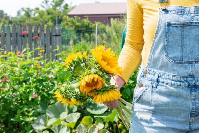 Neighbor Cut My Sunflowers After Complaining About Bees, Leaving Homeowner Staring at a Backyard Full of Stalks