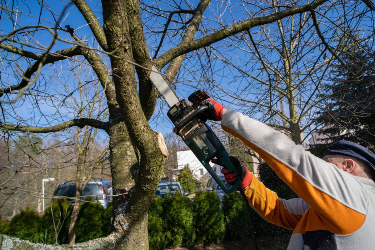 Homeowner Says Her Neighbor's Tree Was Butchered Until It Turned Brown, Then a 15-Year Feud Revealed They Thought She Had Reported It to the City