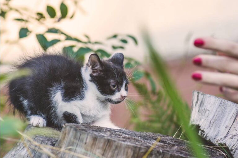 A Family Found a Tiny Kitten Alone in Their Garden One Saturday Morning, Then Gave Her a New Home Where She Could Finally Grow Up Safe