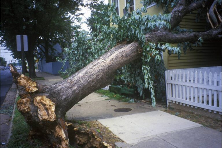 Homeowner Says a Tree Service Rolled Onto His Property Without Permission, Then Laughed When He Asked Them to Pay for the Damage