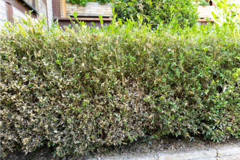 Homeowner Says Her Neighbor Let His Fast-Growing Hedge Invade Her Family’s Yard, Then Reported Them for the Mess It Created