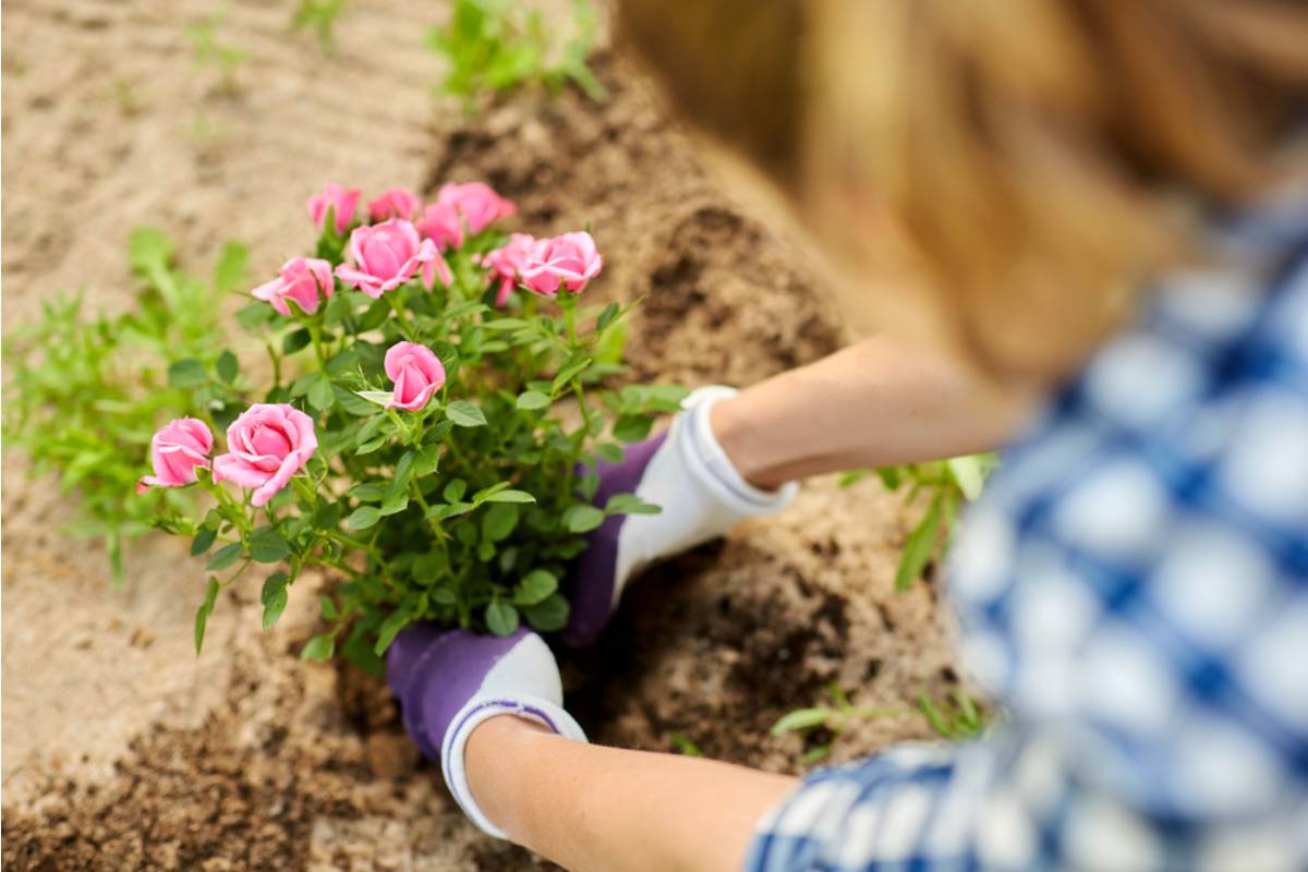 A Woman Inherited Her Grandmother's House and the Overgrown Garden Behind It, Then Found a Locked Box Buried Beneath the Roses