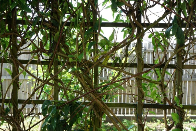 Homeowner Says Her Half-Brother Offered to Fix a Broken Trellis During a Rare Visit, Then Left the Whole Structure Leaning on Her Neighbor's Fence Overnight