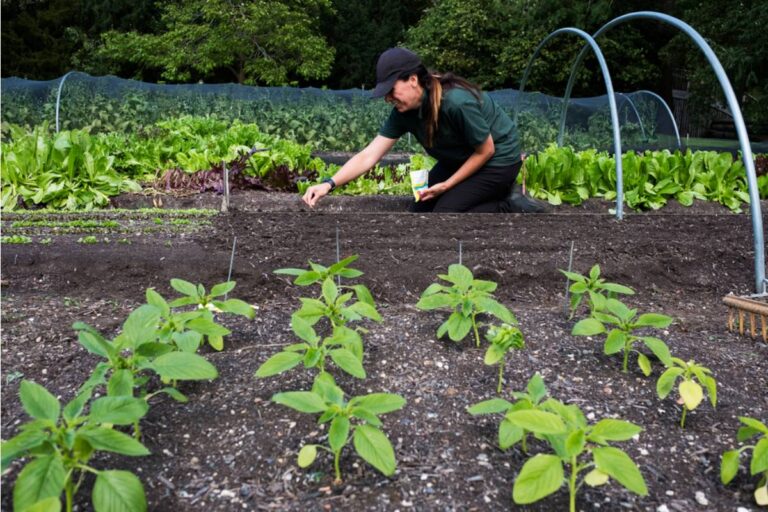 A Woman Spent Eleven Years Turning a Dead Lawn Into a Working Farm, Then the City Told Her It Was Never Zoned for What She'd Built