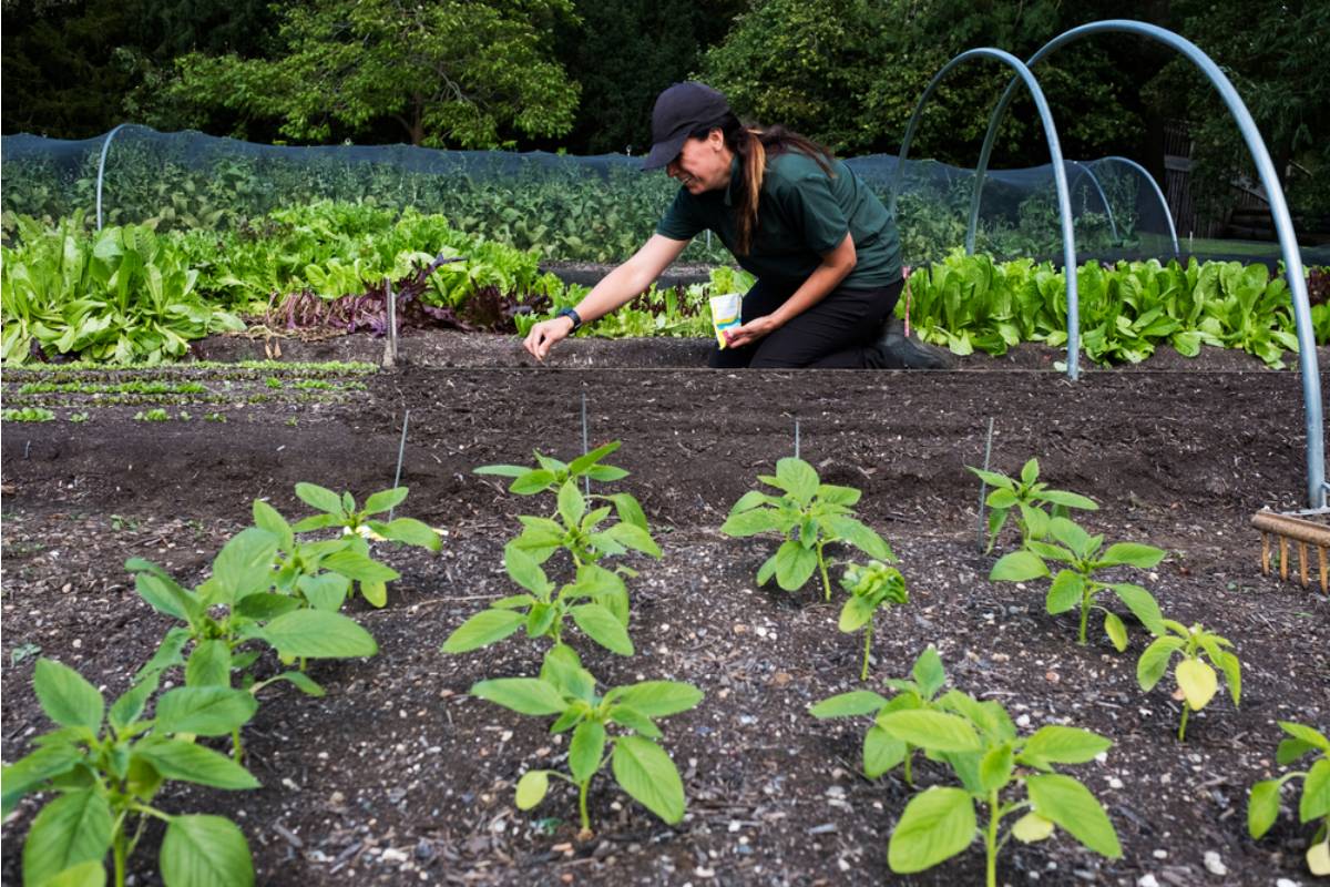 A Woman Spent Eleven Years Turning a Dead Lawn Into a Working Farm, Then the City Told Her It Was Never Zoned for What She'd Built