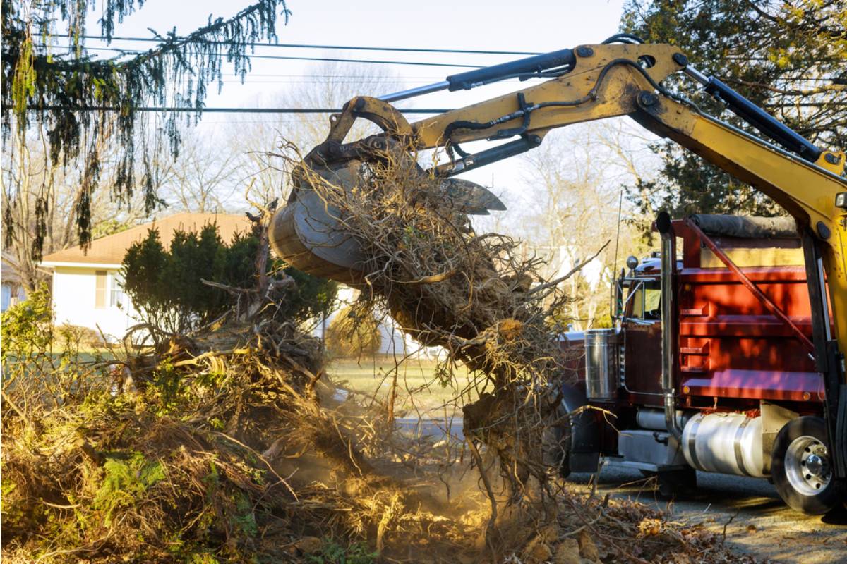 Homeowner Says Road Construction Tore Through His Tree Roots, Then The City Told Him To Call Them About The Dying Tree