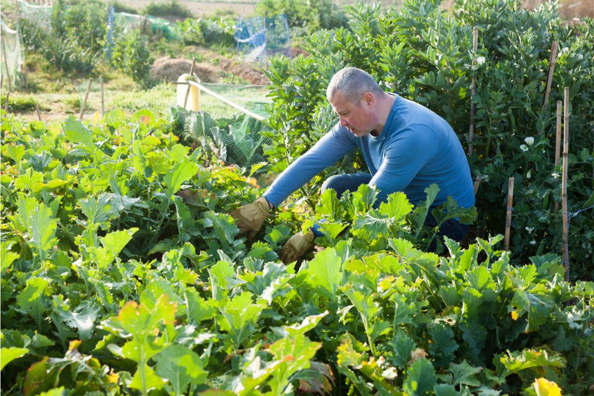 A Widower Kept Growing His Wife's Favorite Vegetables Every Year Long After She Passed, Then His Children Finally Asked Him Why