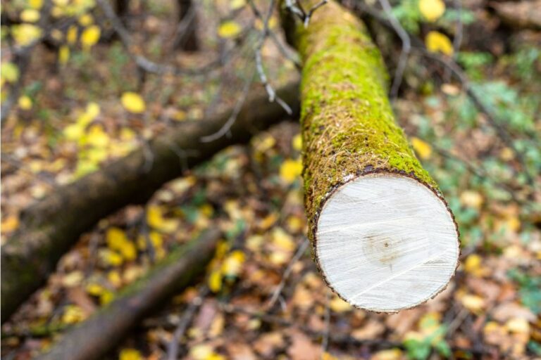 Homeowner Says She Finally Explored the Woods Behind Her House, Then Discovered Her Neighbor Had Been Cutting Down Trees for a Better View