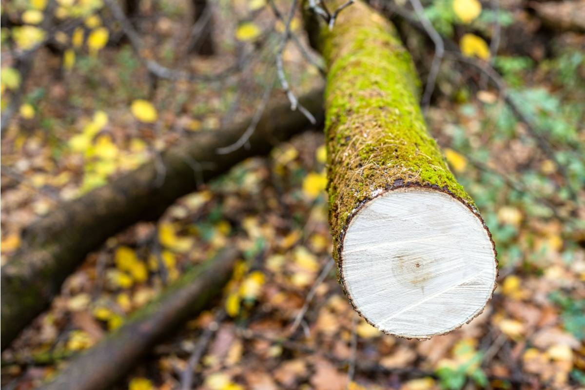 Homeowner Says She Finally Explored the Woods Behind Her House, Then Discovered Her Neighbor Had Been Cutting Down Trees for a Better View