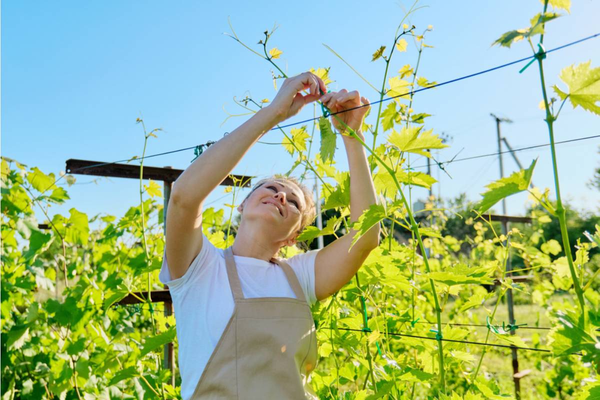 A Woman Spent a Decade Restoring Her Grandfather's Vineyard Row by Row, Then Discovered a Neighbor Had Been Filing the Harvest Under His Own Farm's Name for Tax Credits