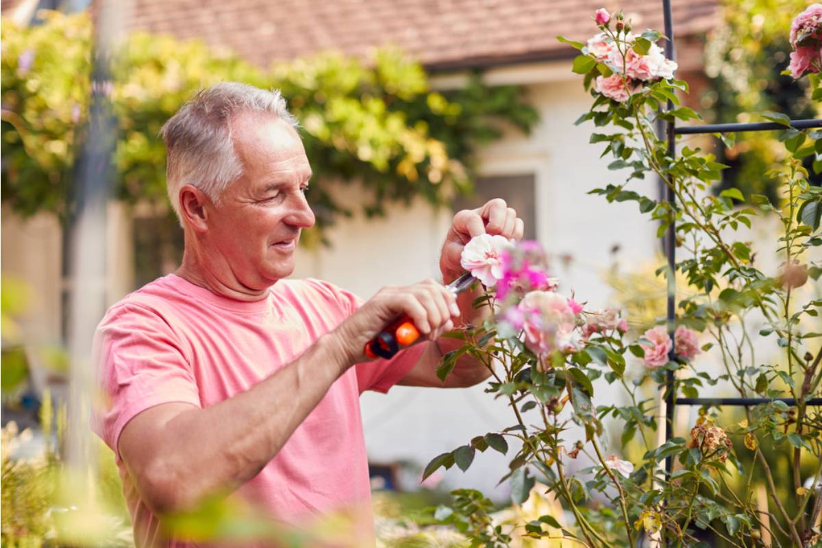 A Man Spent a Decade Rebuilding the Exact Rose Garden From His Childhood Home After It Sold, Then the New Owners of the Original House Asked Him to Stop Visiting the Fence Line to Compare