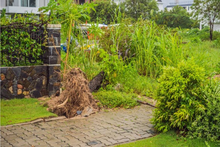 Gardeners Arrive to Find Their Community Garden Deliberately Destroyed Overnight