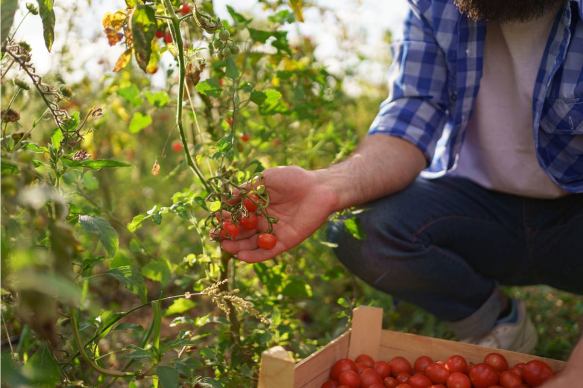 A Man Spent Twenty-Five Years Growing the Same Tomato Variety His Late Father Smuggled Seeds for During a Move Overseas, Then Customs Flagged His Garden During a Random Inspection