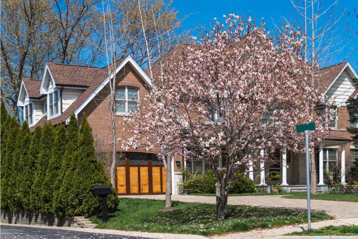 Homeowner Says a Street Tree Outside His Neighbor's House Keeps Forcing Drivers Into His Driveway, Then 311 Gives Him an Unexpected Answer