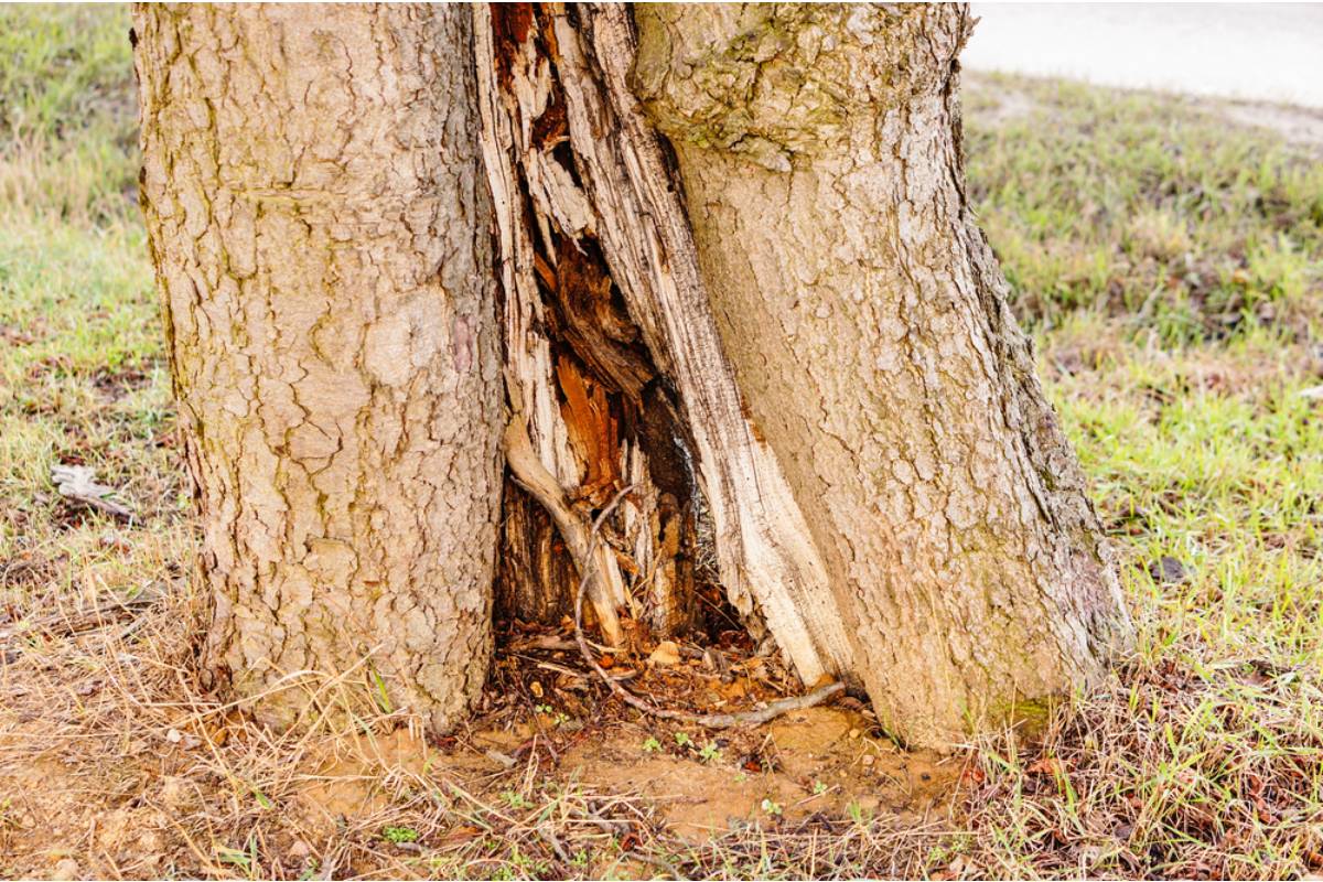 Homeowner Says the HOA Denied Trimming Her Tree, Then She Discovered a Serious Split and Learned the Tree Had Been a Disaster Waiting to Happen