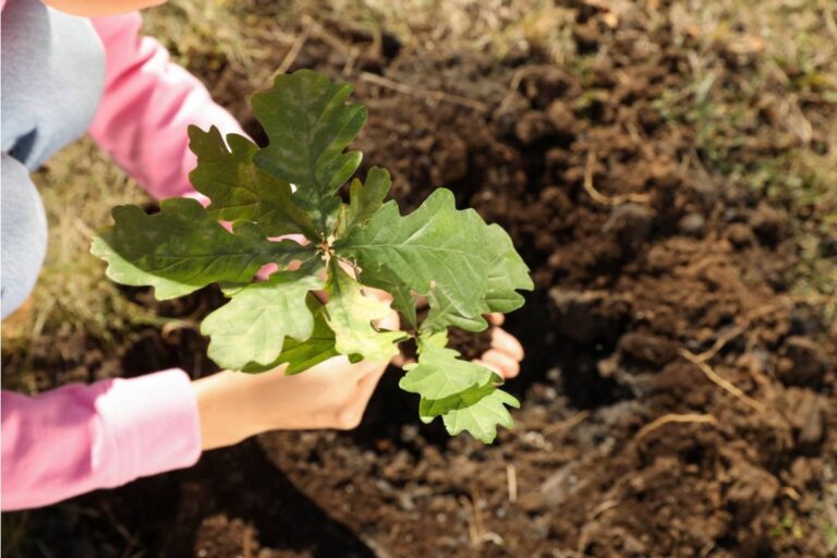 A Neighbor Quietly Planted a Tree Outside Her House at 5 A.M., Then Her Family Took an Unexpected Side