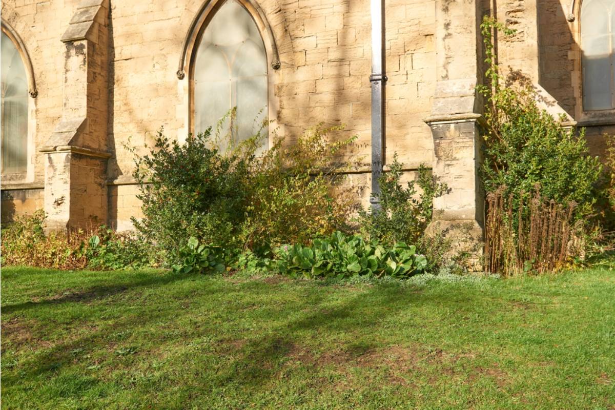 Everyone Assumed the Overgrown Lot Behind the Church Was Just Neglected, Until a Retired Teacher Revealed She'd Been Secretly Tending It for Years