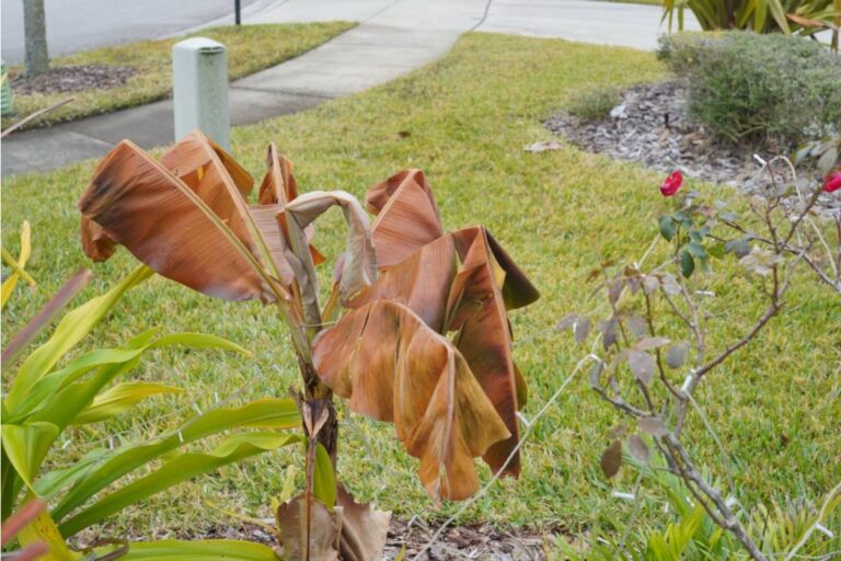 Neighbor Suddenly Accused of Poisoning a Homeowner's Yard After Native Plants Mysteriously Died