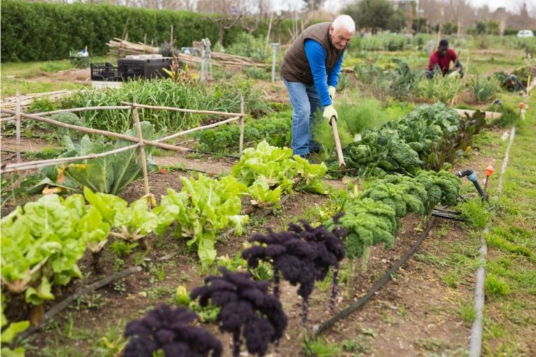 Homeowner Says a Neighbor Left a Five-Star Review for a Community Garden Plot Assignment System, Then Was Caught Bribing the Coordinator for the Best Location