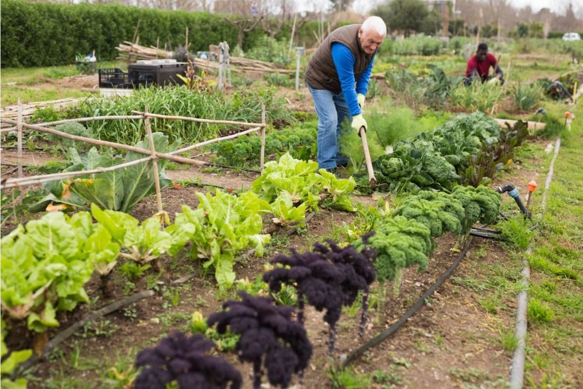 Homeowner Says a Neighbor Left a Five-Star Review for a Community Garden Plot Assignment System, Then Was Caught Bribing the Coordinator for the Best Location