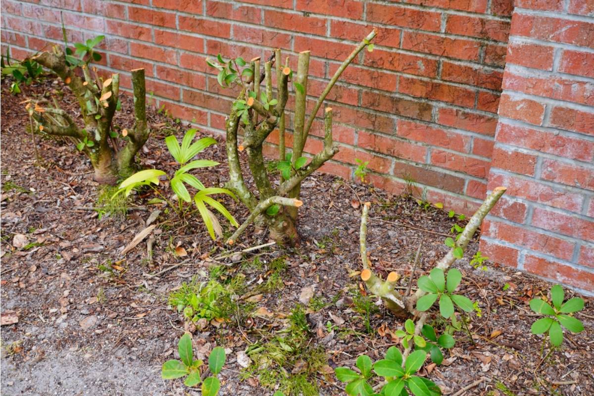 Homeowners Say Their Neighbor Was Friendly Until She Started Cutting Down Their Trees, Then Forty Feet of Shrubbery Disappeared Overnight