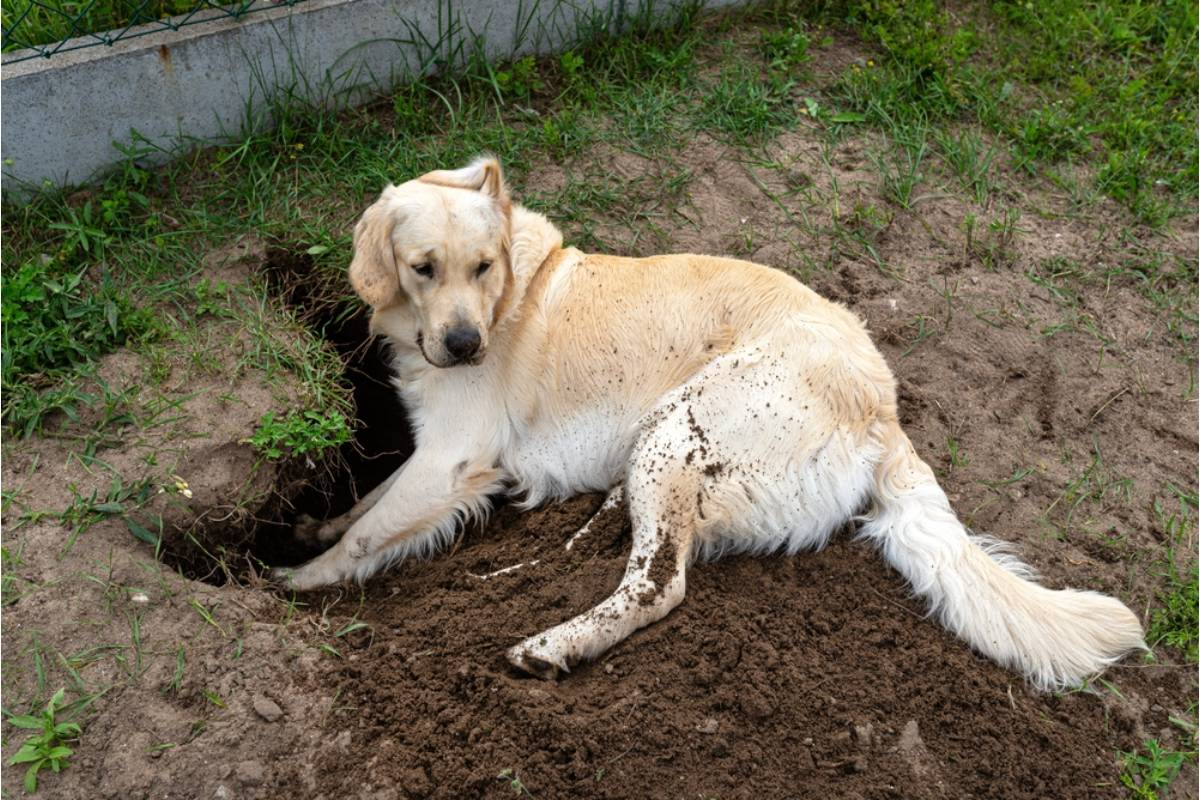 Homeowner Says Her Neighbor's Dog Kept Digging Through Her Garden, Then the Owner Called Her Evidence "Harassment"