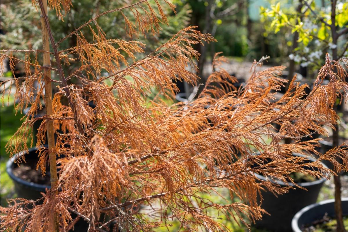Nobody Believed Her Garden Could Survive the Drought Without Irrigation, Until the Rest of the Street's Lawns Turned Brown First