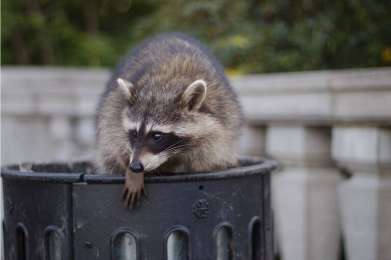 Homeowner Says Her New Neighbor Started Leaving Food Scraps Outside to “Help Nature,” Then Raccoons, Skunks and a Groundhog Took Over the Neighborhood