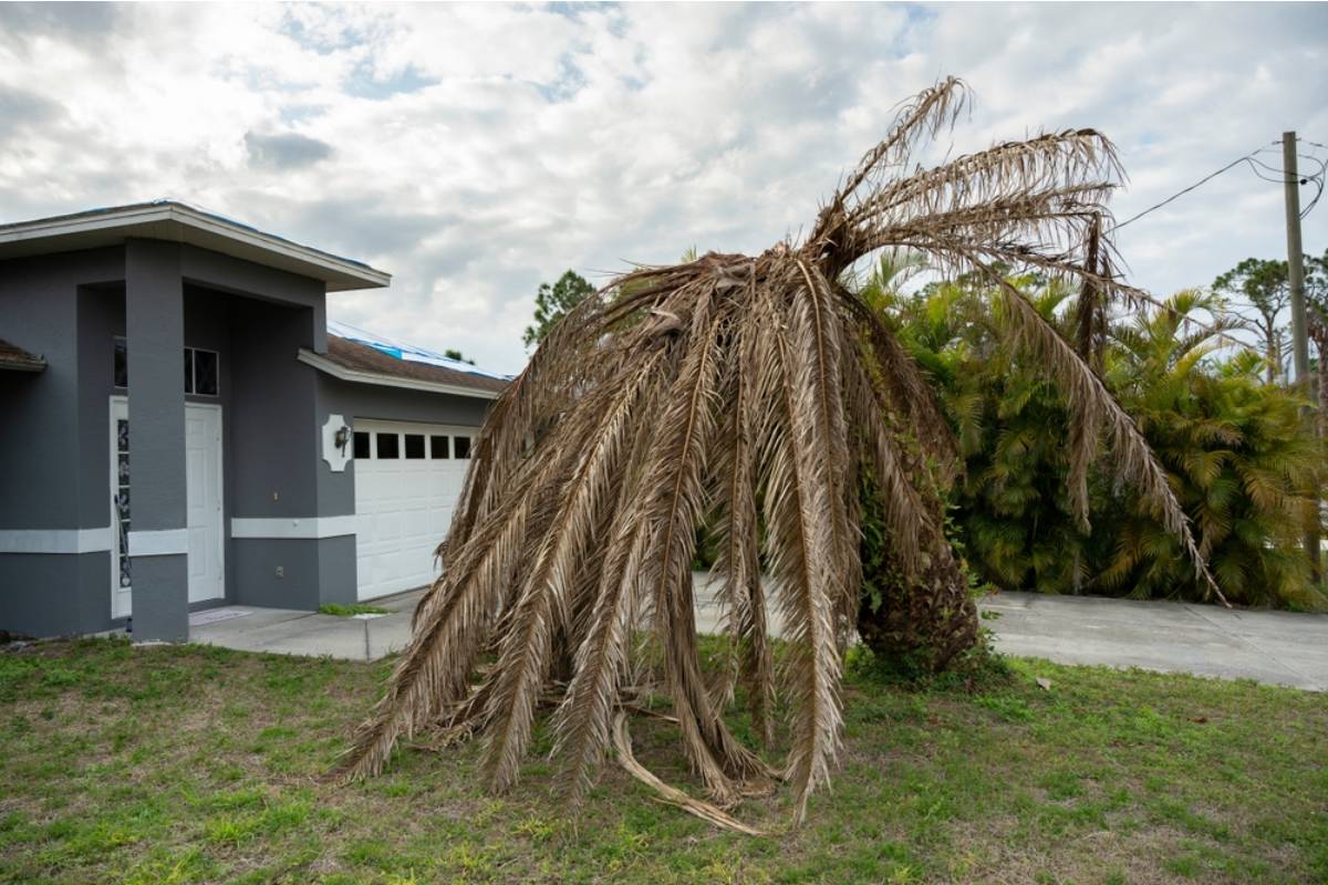 Nobody Understood Why the New Owners Refused to Cut Down a Dying Tree in the Backyard, Until an Arborist Found Something Carved Into the Trunk