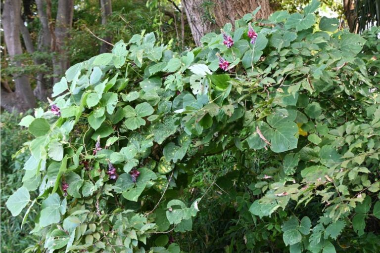 A Homeowner Says Her Garden Became a Battleground Against Kudzu and Entitled Neighbors, Until One Midnight Encounter Finally Changed Everything
