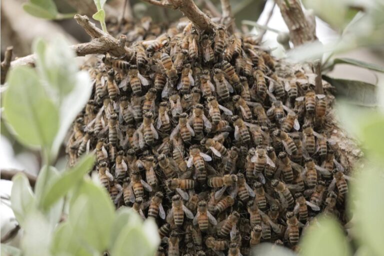 Homeowner Says a Neighbor's New Rooftop Beehive Sends Swarms Into Her Garden Every Time He Harvests the Honey