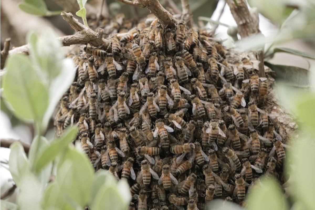 Homeowner Says a Neighbor's New Rooftop Beehive Sends Swarms Into Her Garden Every Time He Harvests the Honey