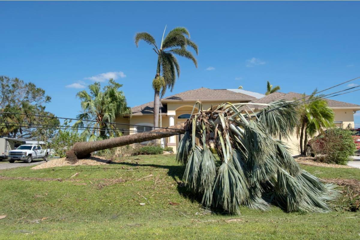 A Man Spent Thirty Years Refusing to Cut Down a Tree His Late Wife Loved, Then a Single Storm Made the Decision for Him