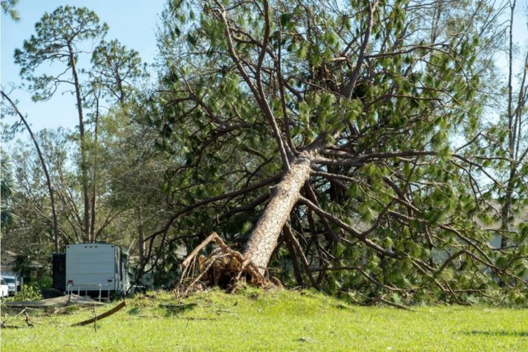 Homeowner Says Her HOA Finally Removed a Dangerous Tree During a Windstorm, But Its Landscaping Crew Had Left It Waiting to Fall