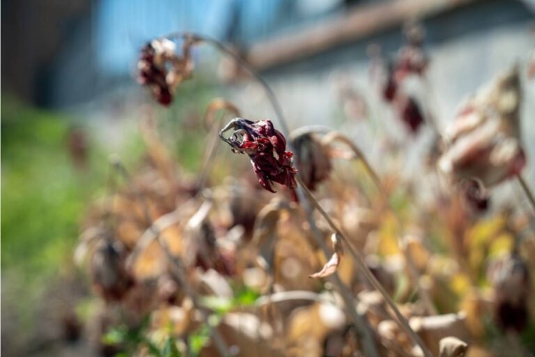 Homeowner Says Years of Neighbor Harassment Took a Dark Turn After Their Garden Suddenly Died Along the Fence